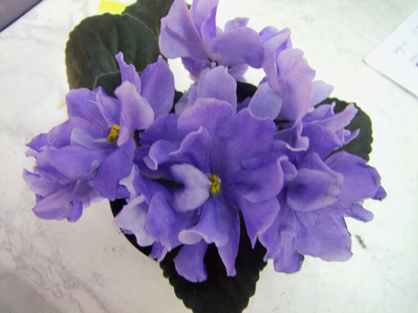 ЛЕ-Арамис-Лебецкая.jpg