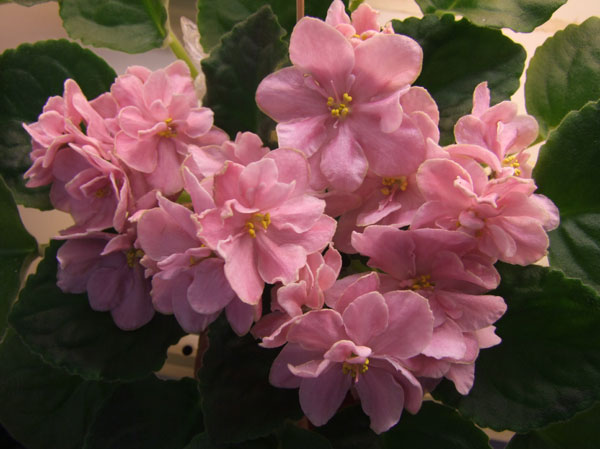 ЛЕ-Lili-Marleen-Копейкина.jpg