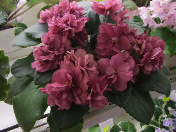 ЛЕ-Неаполитанский-Закат-Куз.jpg