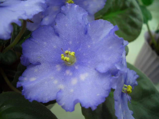 АЕ-Blue System.JPG