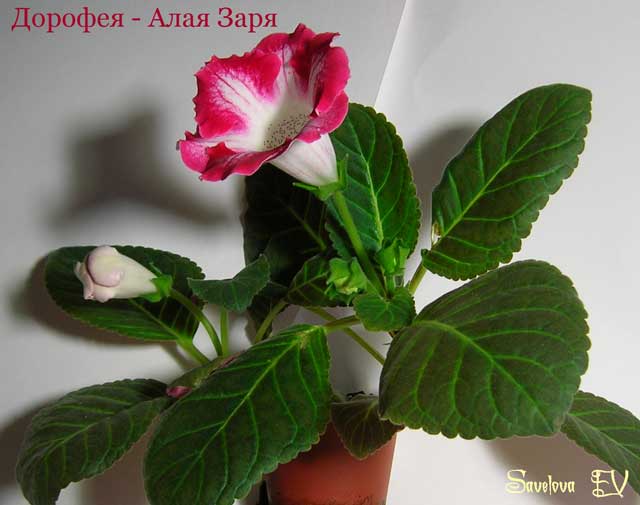 Дорофея-Алая_Заря_розетка.jpg