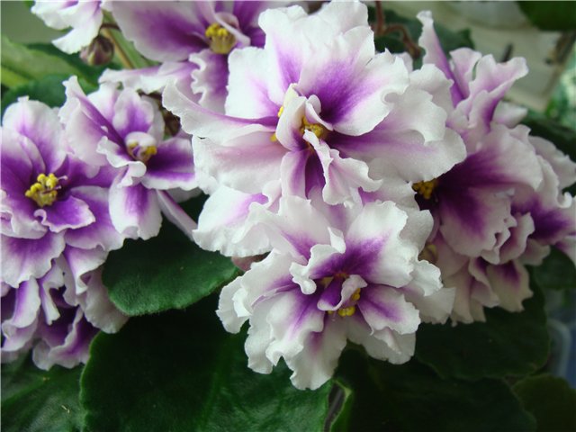 ЛЕ-Фуксиевая Балерина (Р.Тюрина).jpg
