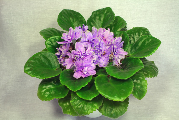 Старый сорт Flora Queen