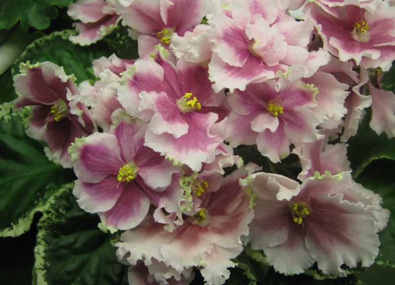 Нестерова РС-Аннабель..JPG