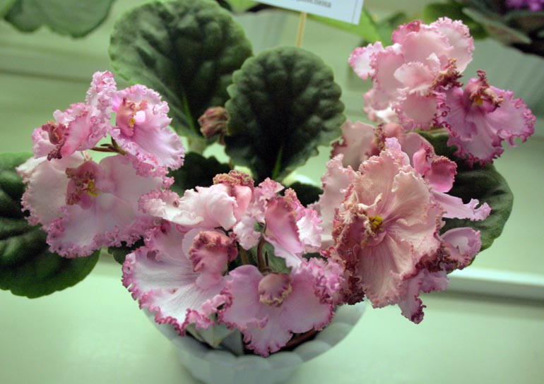 ЛЕ-СТЕФАНИЯ ЛЮКС