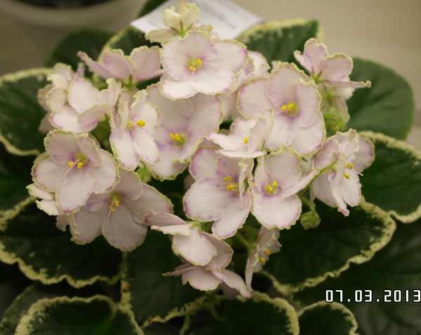 Ma's-Butterfly-Garden-(Нест.jpg