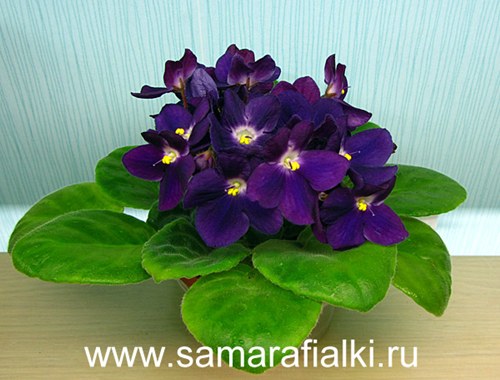 Optimara Chagall_rs  4.jpg