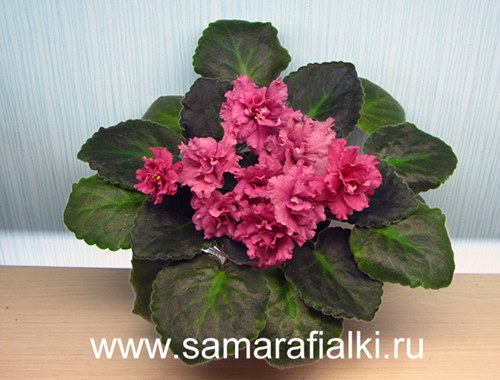 Strawberry Kiss (LLG)_rs  4.jpg