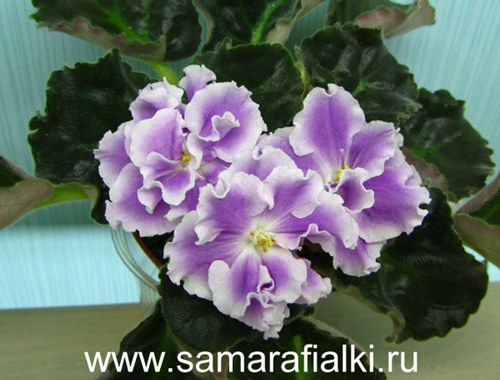 РС-Любимый Блюз_rs  4.jpg
