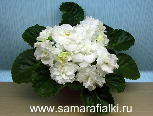 РС-Балерина_rs  4.jpg