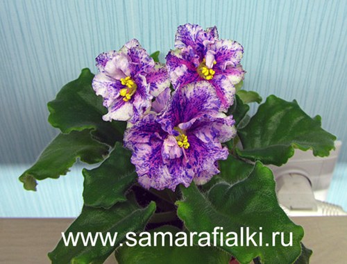 РС-Чарльстон спорт_rs  4.jpg