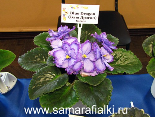 Blue Dragon выст_rs  4.jpg
