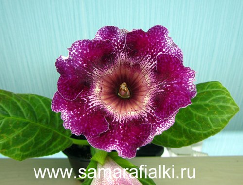 ЕС-Каркаде_rs  4.jpg