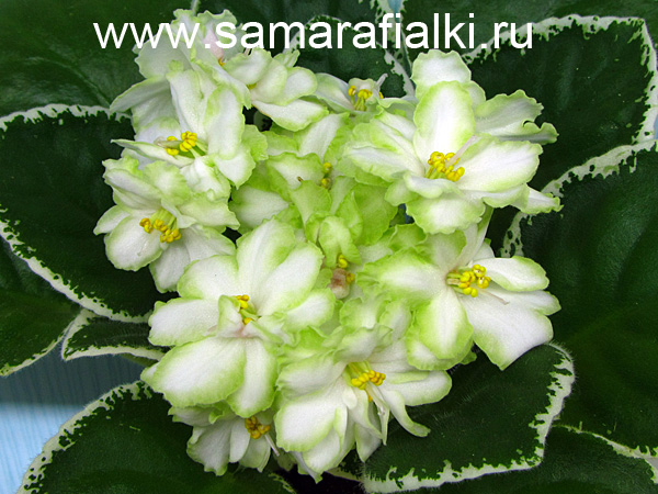 ЛЕ-Берилловый иней шапка.jpg