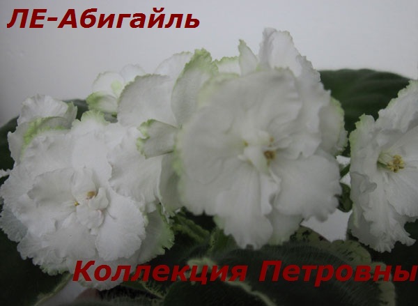 ЛЕ-Абигайль.jpg