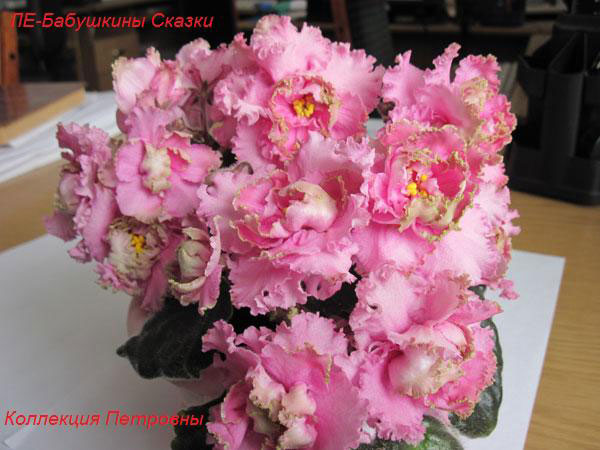 ЛЕ-Бабушкины-Сказки1.jpg