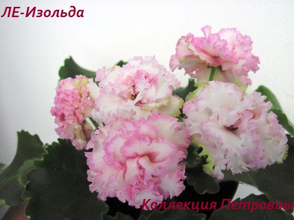 ЛЕ-Изольда4.jpg