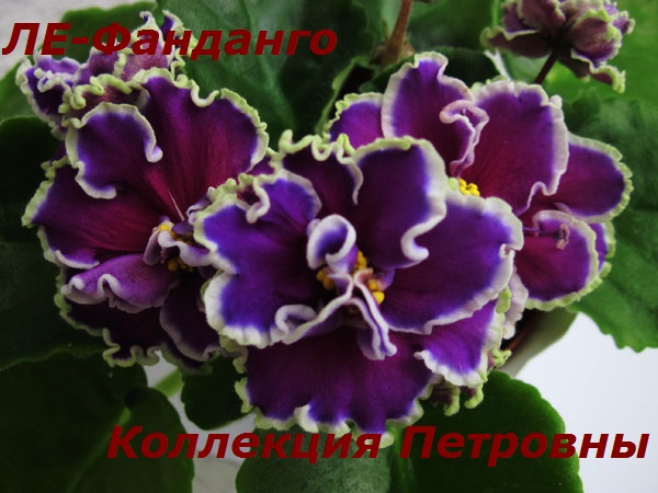 ЛЕ-Фанданго3.jpg