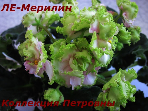 ЛЕ-Мерилин1.jpg