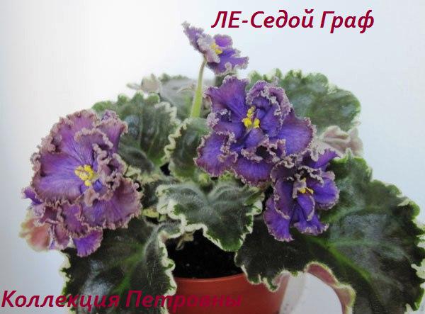 ЛЕ-Седой-Граф2.jpg