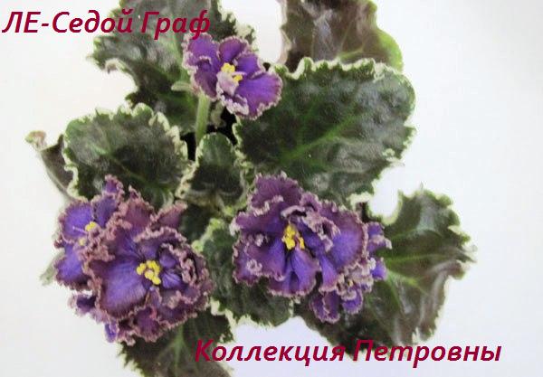ЛЕ-Седой-Граф5.jpg