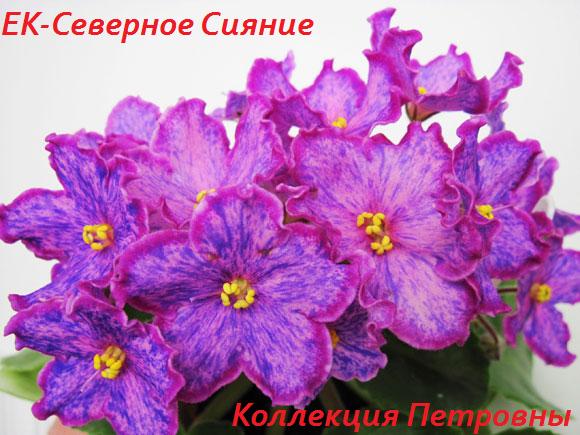 ЕК-Северное-Сияние1.jpg