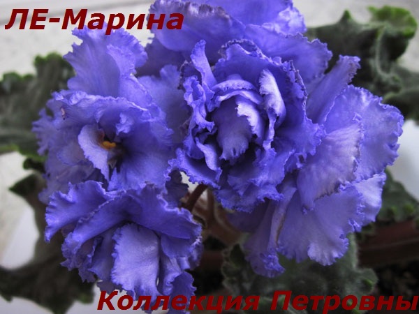 ЛЕ-Марина1.jpg