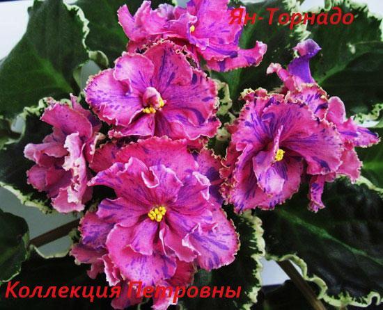 Ян-Торнадо1.jpg
