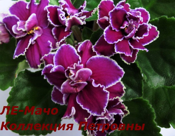 ЛЕ-Мачо.jpg