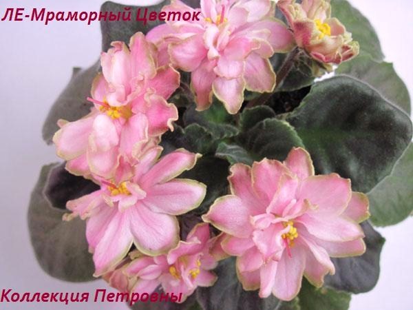 ЛЕ-Мраморный-Цветок.jpg