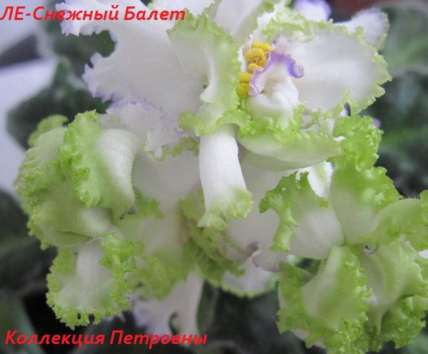 ЛЕ-Снежный-Балет.jpg