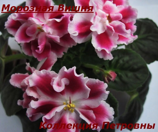 Морозная-Вишня2.jpg