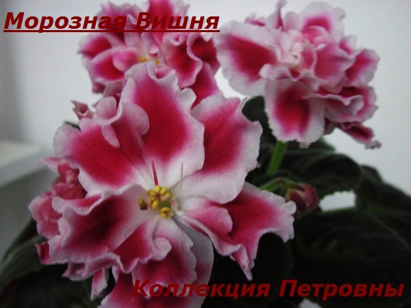 Морозная-Вишня.jpg