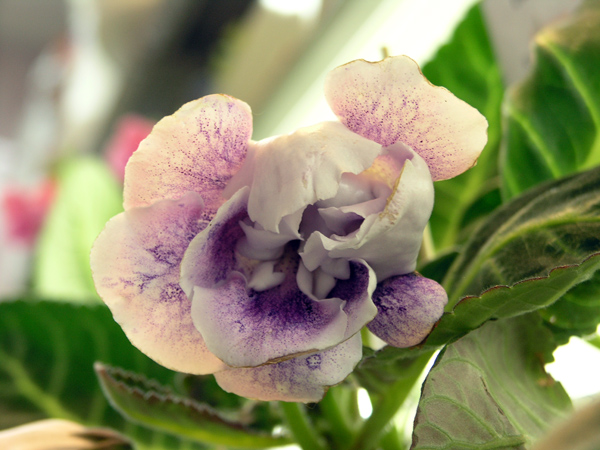 Глоксиния Lilac Mist, колл. Э. Сухнева