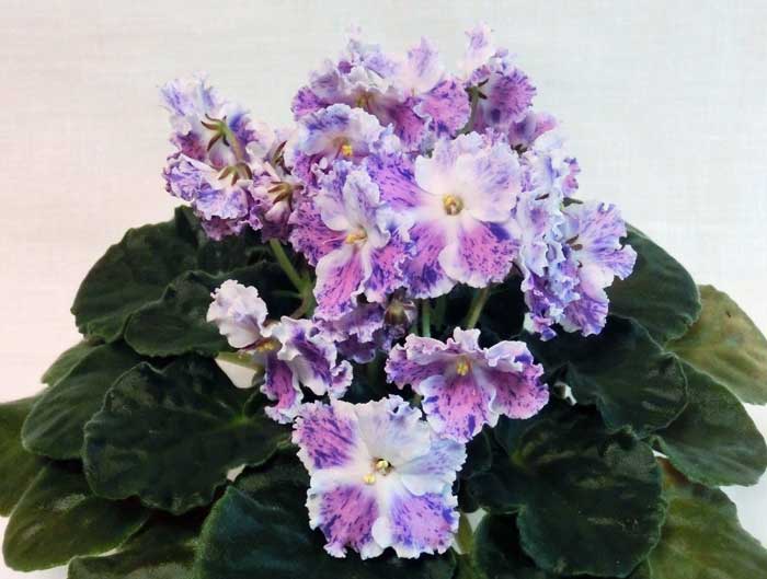 АЕ-Снежный-ЭдельвейсCIMG1438.jpg