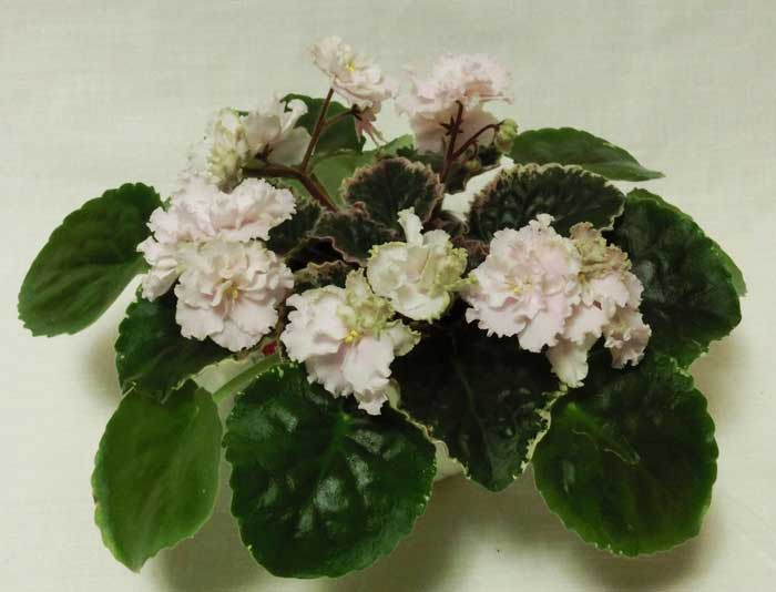 ЛЕ-Зимние-ЯблочкиCIMG1473.jpg