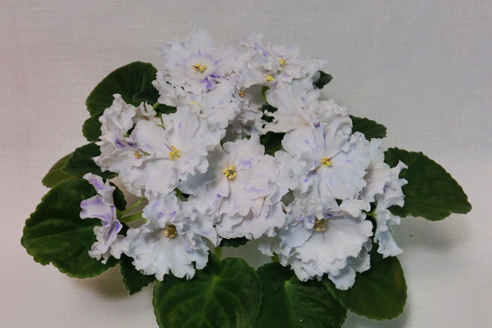 РС-Парус-НадеждыCIMG1495.jpg