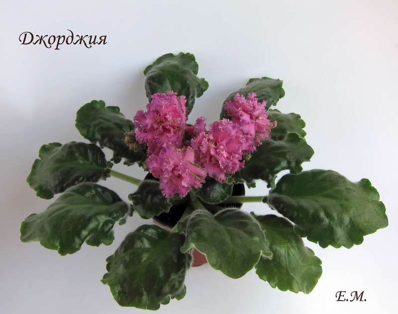 розетка Морозовой