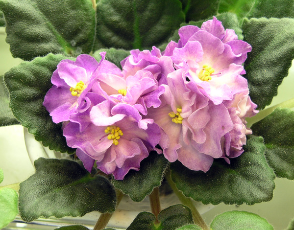 Hawaiian Pearl (S. Sorano), колл. Е. Прудкова