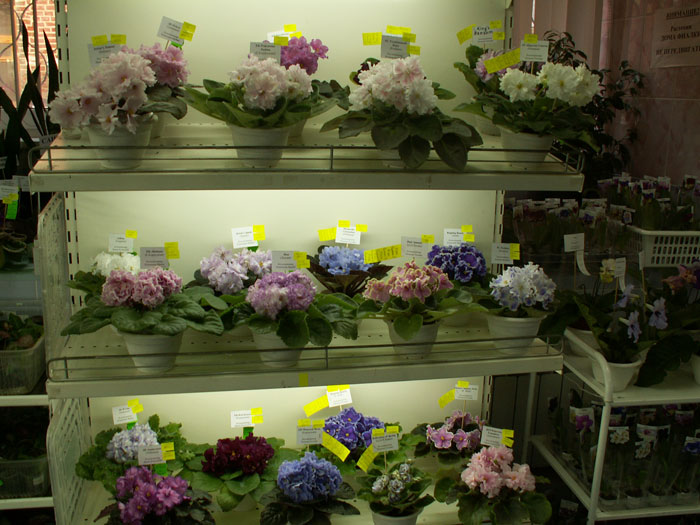0PICT8276.jpg