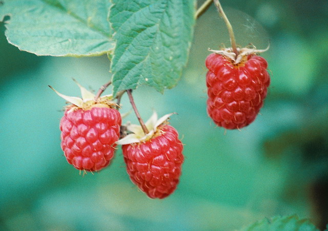 Созрела малина.jpg