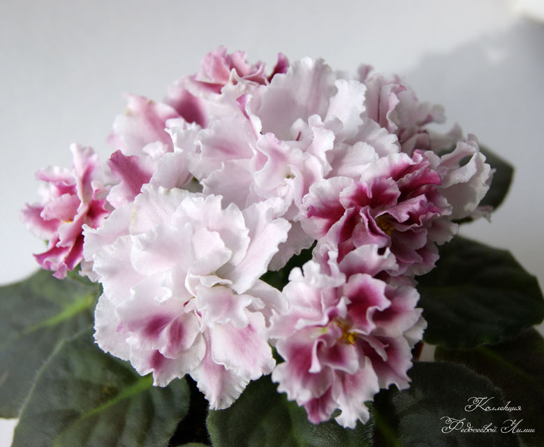 DSC07472.JPG