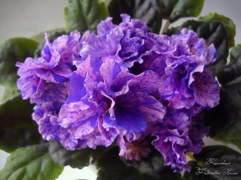 DSCN3520.jpg