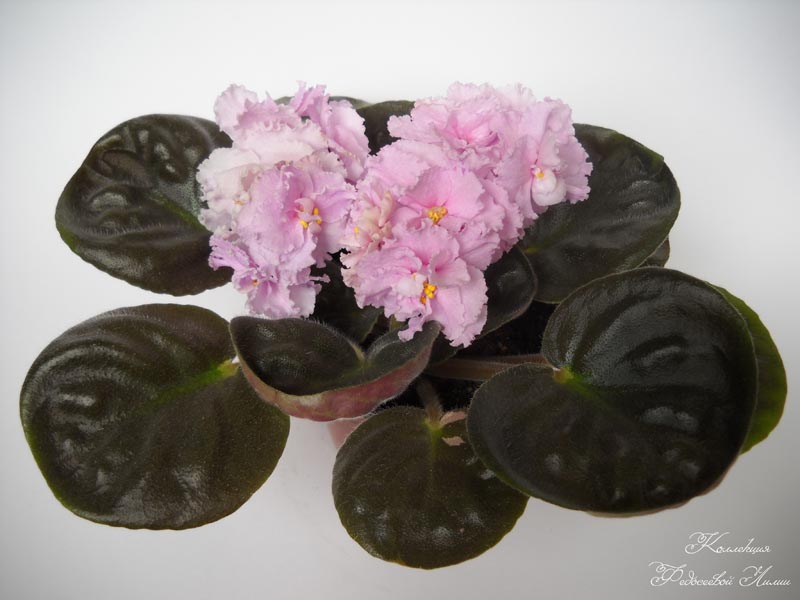 DSCN1815.jpg