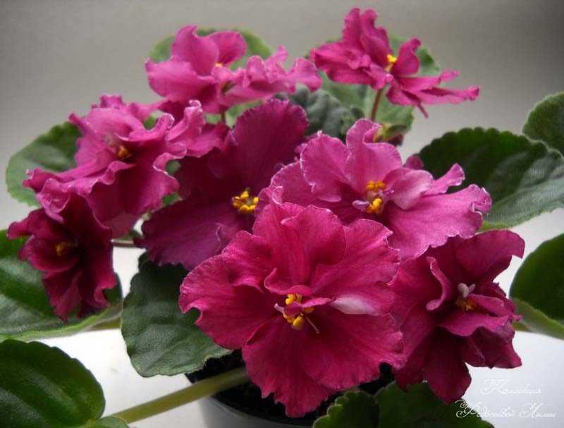DSCN3067.jpg