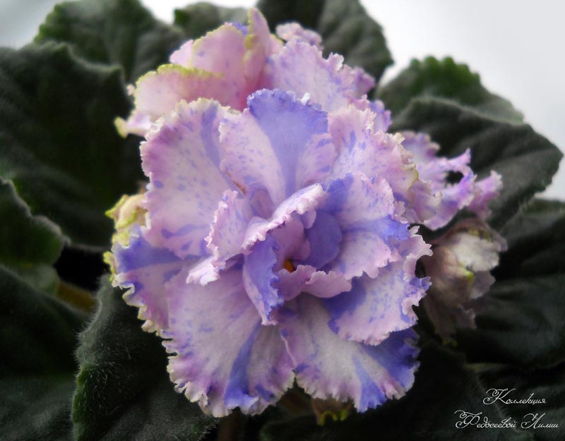 DSCN2916.jpg