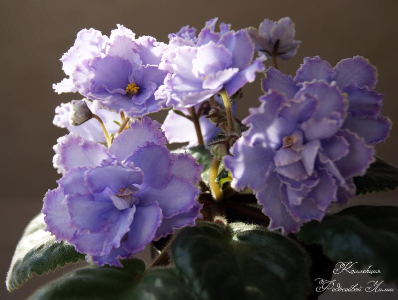 DSC07871.JPG