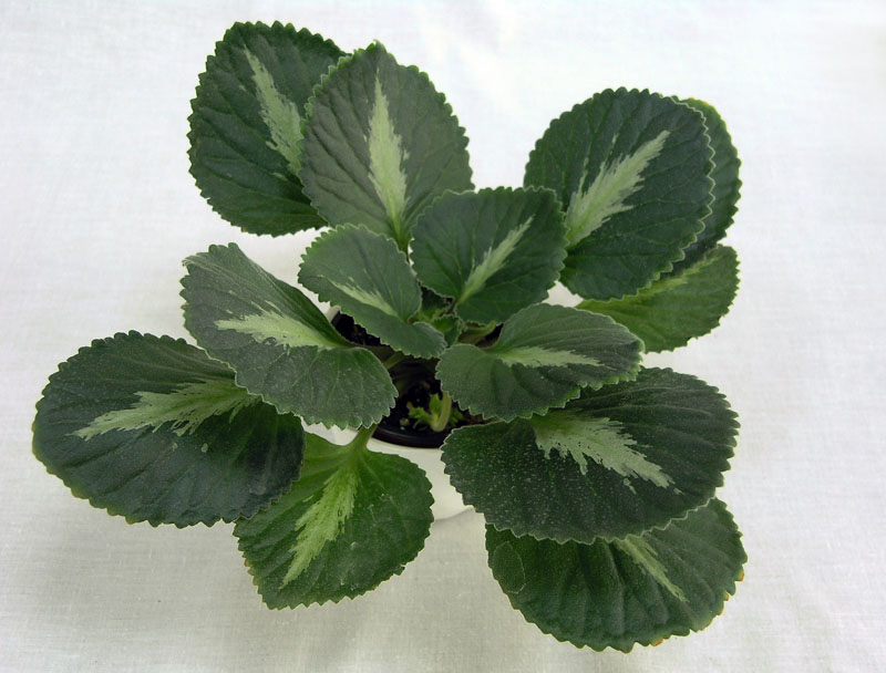 1 место – хирита Brassicoides Marble Leaf, колл. Е. Морозова