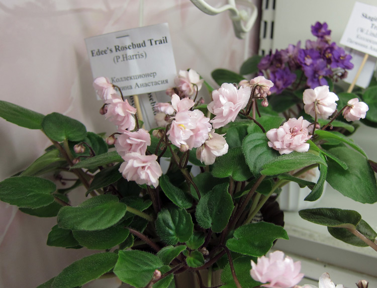 Edee's-Rosebud-Trail.jpg