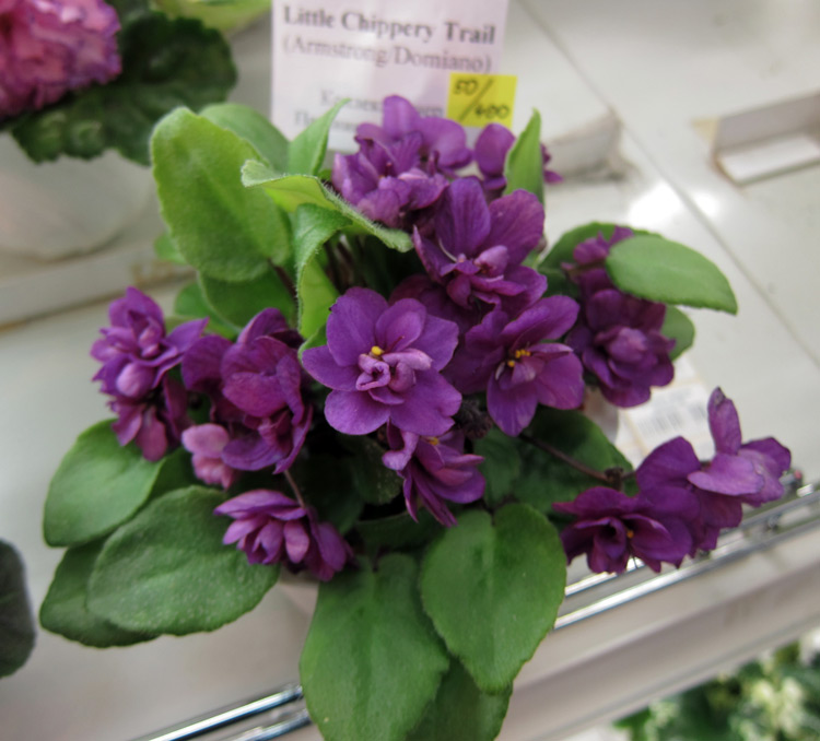 Little-Chippery-Trail.jpg